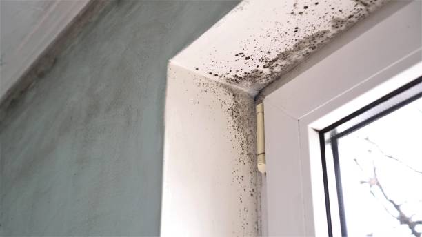 Biohazard Mold Removal in Croydon, PA
