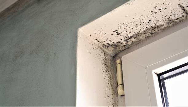 Best Post-Construction Mold Inspection  in Croydon, PA