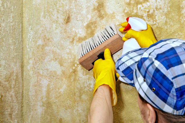 Trusted Croydon, PA Mold Removal Experts