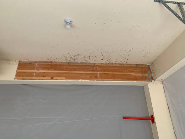 Best Real Estate Mold Inspection  in Croydon, PA