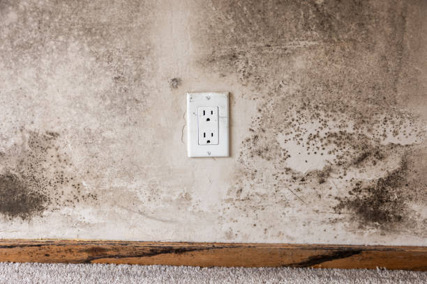 Best Residential Mold Inspection & Testing  in Croydon, PA